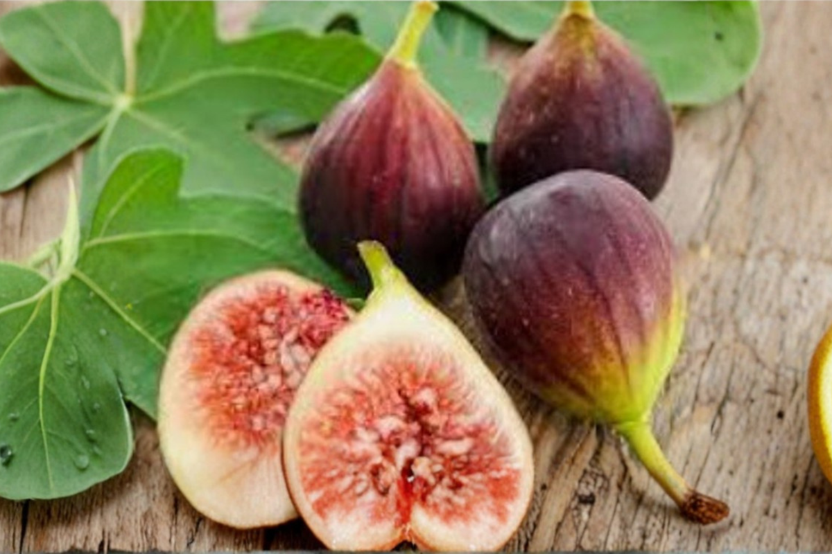 Little Miss Figgy Dwarf Fig Seeds - Compact Edible Fruit Tree for Containers & Outdoors, Ficus carica
