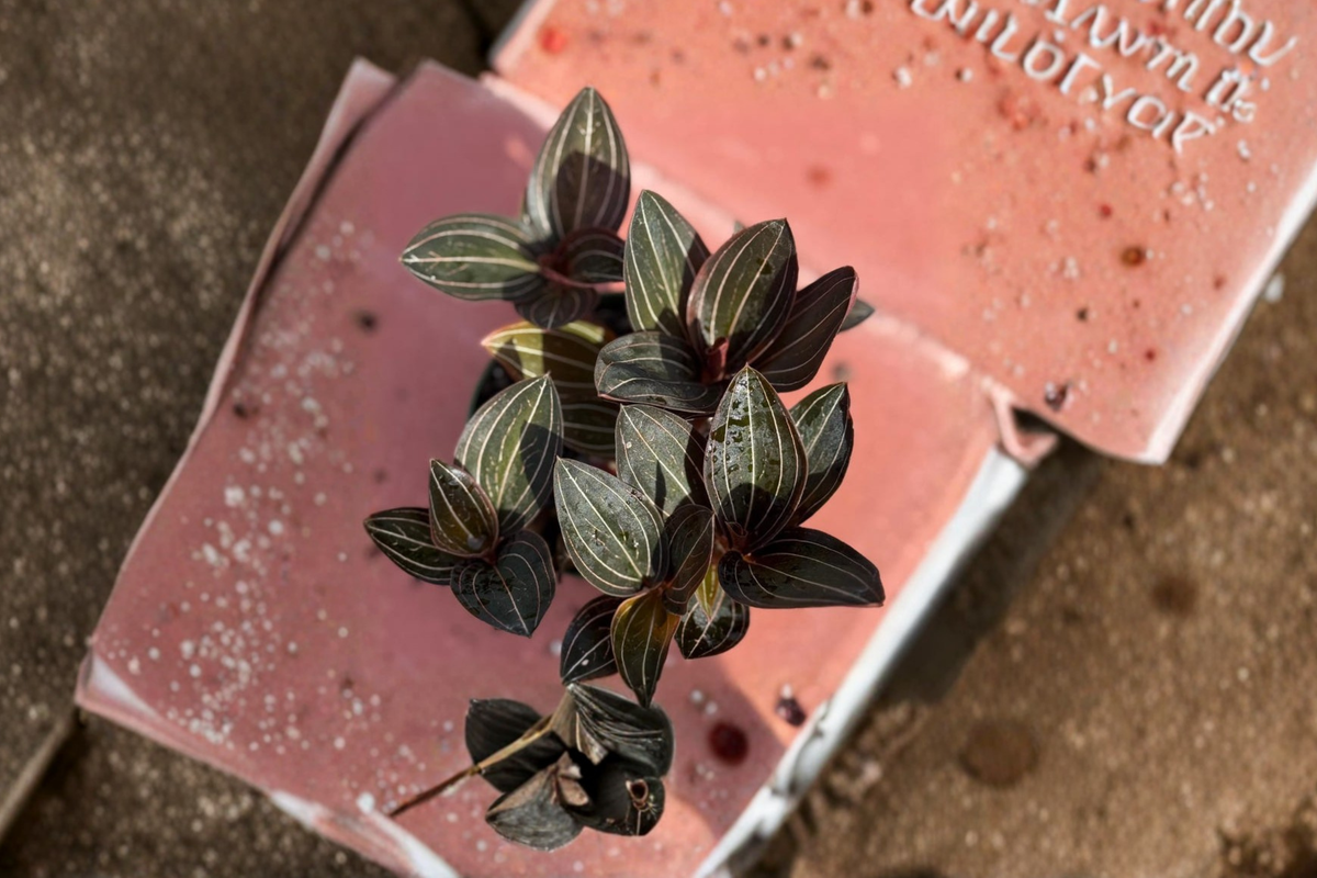 Jewel Orchid Live Plant, Ludisia discolor, 4 Inch Indoor Houseplant with Velvet Foliage