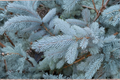 Hoopsii Blue Spruce Live Plant – 10 Inch Tall Picea pungens Colorado Blue Evergreen Tree in 1-Gallon Pot