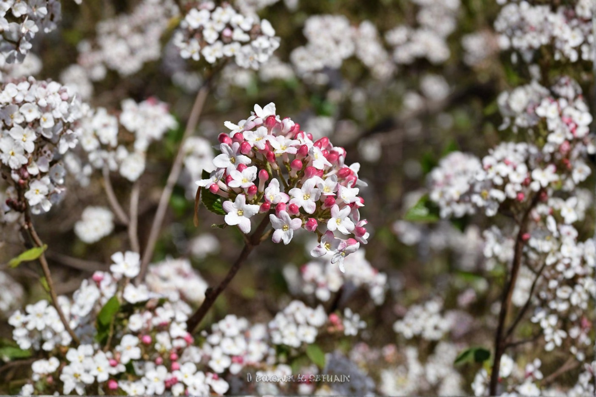 Burkwood Viburnum Live Plant – 2 Gallon Pot, ‘Mohawk’ White Spring Blooms, Deciduous Shrub, Viburnum × burkwoodii