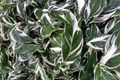 Calathea White Fusion Live Plant in 4-Inch Self-Watering Pot – Goeppertia lietzei 'White Fusion' Indoor Tropical Houseplant