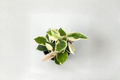 Hoya Carnosa Krimson Queen Live Plant, Variegated Indoor Houseplant, 2-Inch Pot, Trailing Foliage, Easy Care, Bright Indirect Light