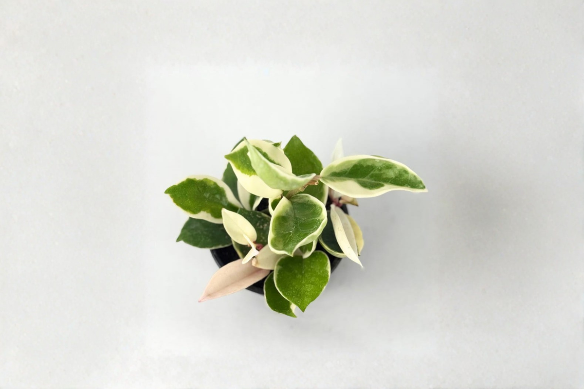 Hoya Carnosa Krimson Queen Live Plant, Variegated Indoor Houseplant, 2-Inch Pot, Trailing Foliage, Easy Care, Bright Indirect Light