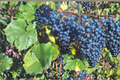 Seedless Blue Grape Vine Plant 1 Gallon – Mars Vitis labrusca ‘Mars’ Climbing Fruit Vine for Home Garden