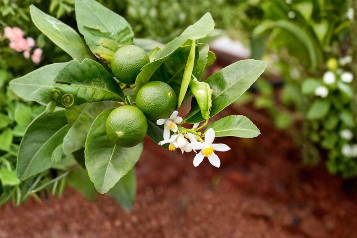 Key Lime Tree Live Plant - 3 Gallon Citrus Fruit Tree, Small Evergreen, Citrus aurantiifolia