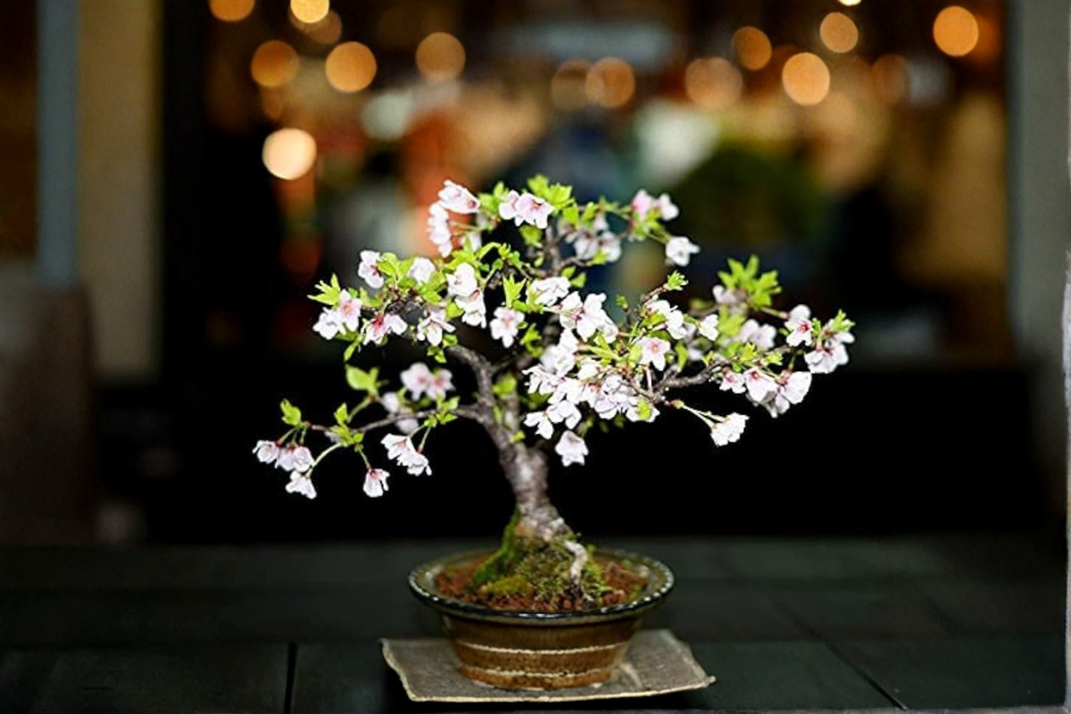 Cherry Blossom Tree Seeds | 10 Seeds | Pink Flowers | Prunus sp. Indoor & Outdoor Growing