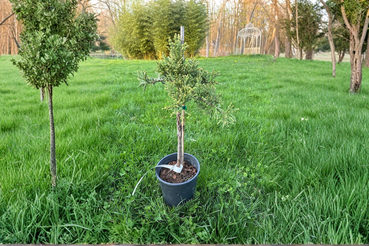 Giant Sequoia Live Plant 12 Inch in 1-Gallon Pot – Evergreen Conifer for Landscape, Specimen Tree, Sequoiadendron giganteum
