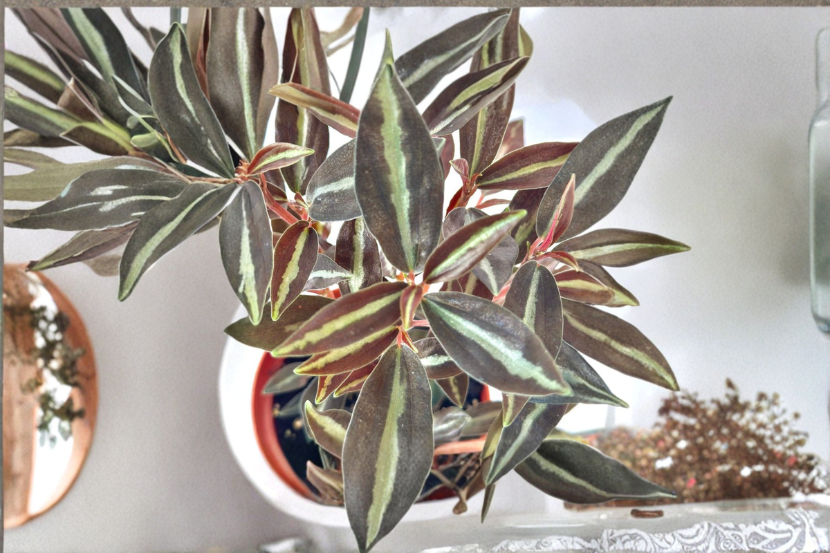 Peperomia Metallica Live Plant, 4 Inch Pot, Pet Safe Tropical Indoor Houseplant, Metallic Foliage, Easy Care