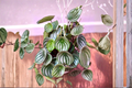 Watermelon Peperomia Live Houseplant, 3-Inch or 6-Inch Hanging Basket, Peperomia argyreia, Indoor Foliage Plant