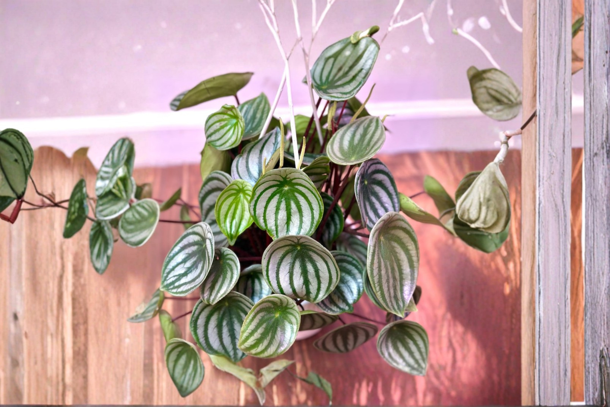 Watermelon Peperomia Live Houseplant, 3-Inch or 6-Inch Hanging Basket, Peperomia argyreia, Indoor Foliage Plant
