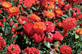 Charisma Floribunda Rose Plant 1 Gal – Multicolor Blooms, Bush, Rosa ‘Charisma’ for Garden Landscaping Outdoor Shrub