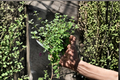 English Thyme Live Plants - 2 Pack, Thymus vulgaris Perennial Herb, Compact Green Foliage, Full Sun, Herb Garden & Container Plant