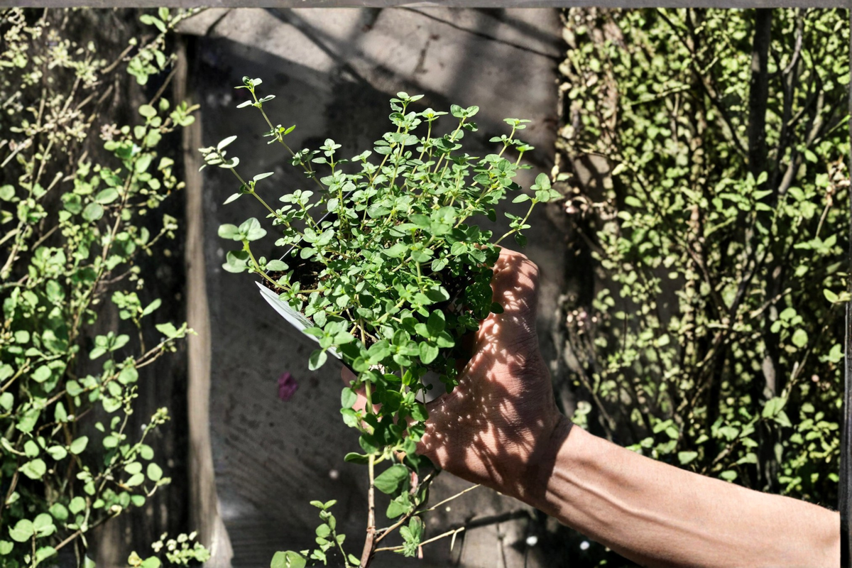 English Thyme Live Plants - 2 Pack, Thymus vulgaris Perennial Herb, Compact Green Foliage, Full Sun, Herb Garden & Container Plant