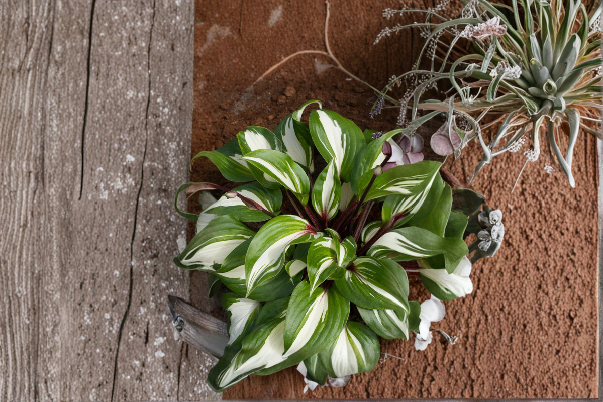 Hosta ‘Raspberry Sundae’ Bare Root Plant – Variegated Shade Perennial, Creamy Foliage, Pink Tones, Herbaceous Garden Plant