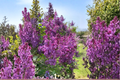 Pocahontas Lilac Live Plant 4-Inch Pot Syringa hyacinthiflora Purple Early Spring Bloom Shrub Garden Plant
