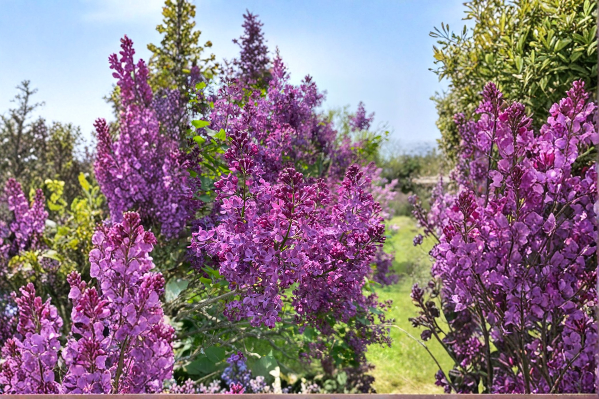 Pocahontas Lilac Live Plant 4-Inch Pot Syringa hyacinthiflora Purple Early Spring Bloom Shrub Garden Plant