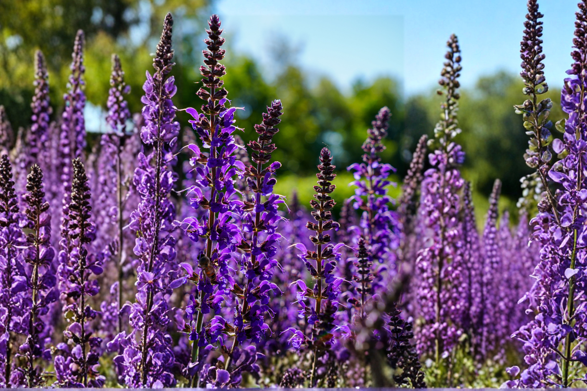 Caradonna Salvia Live Plants – 3 Rooted Starters in 1 Qt Pots, Deep Purple Flowers, Perennial, Salvia nemorosa