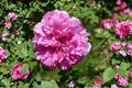 Pink English Rose Seeds – Fragrant Rosa spp. Flowering Bush for Outdoor Gardens, 20 Seeds