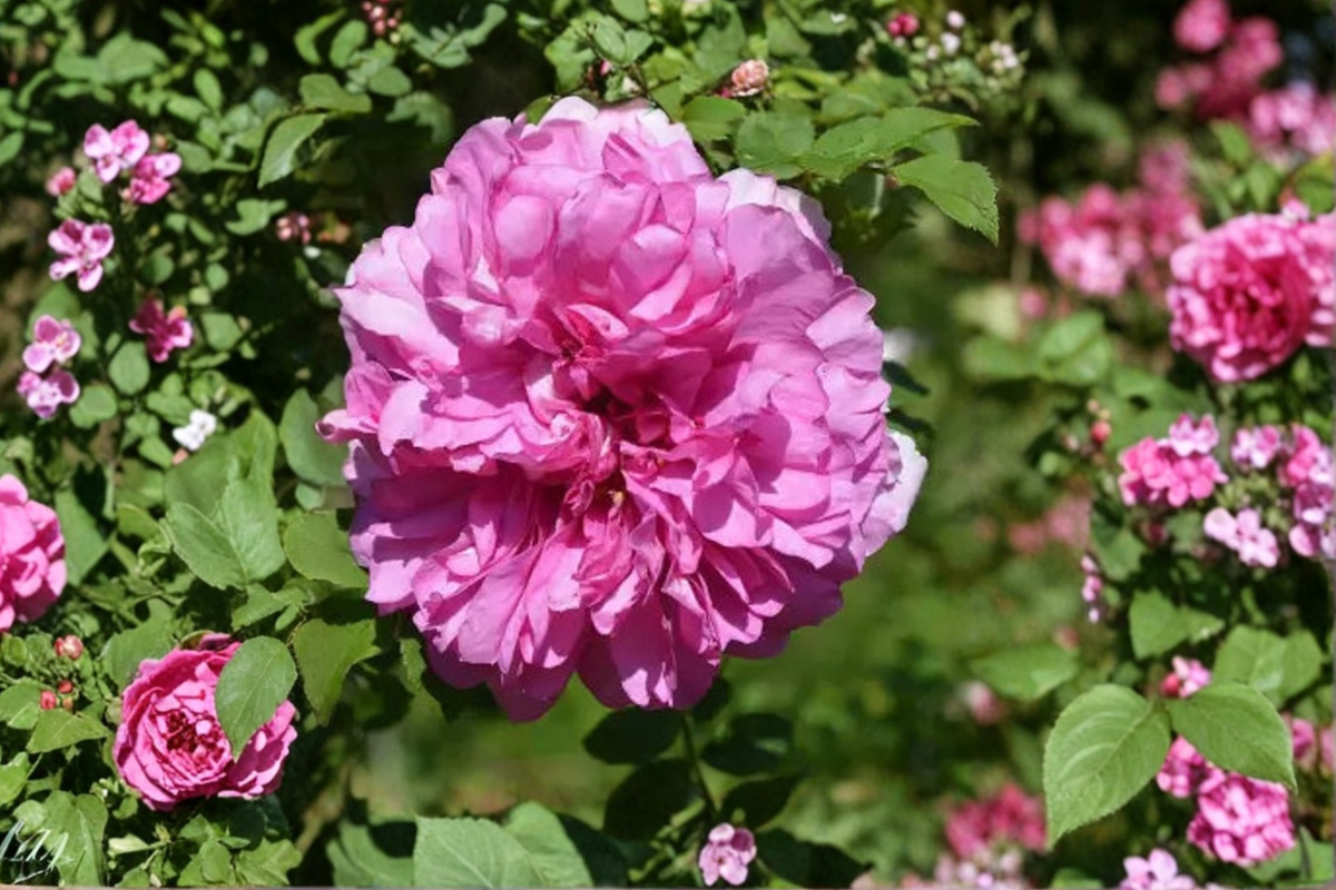 Pink English Rose Seeds – Fragrant Rosa spp. Flowering Bush for Outdoor Gardens, 20 Seeds