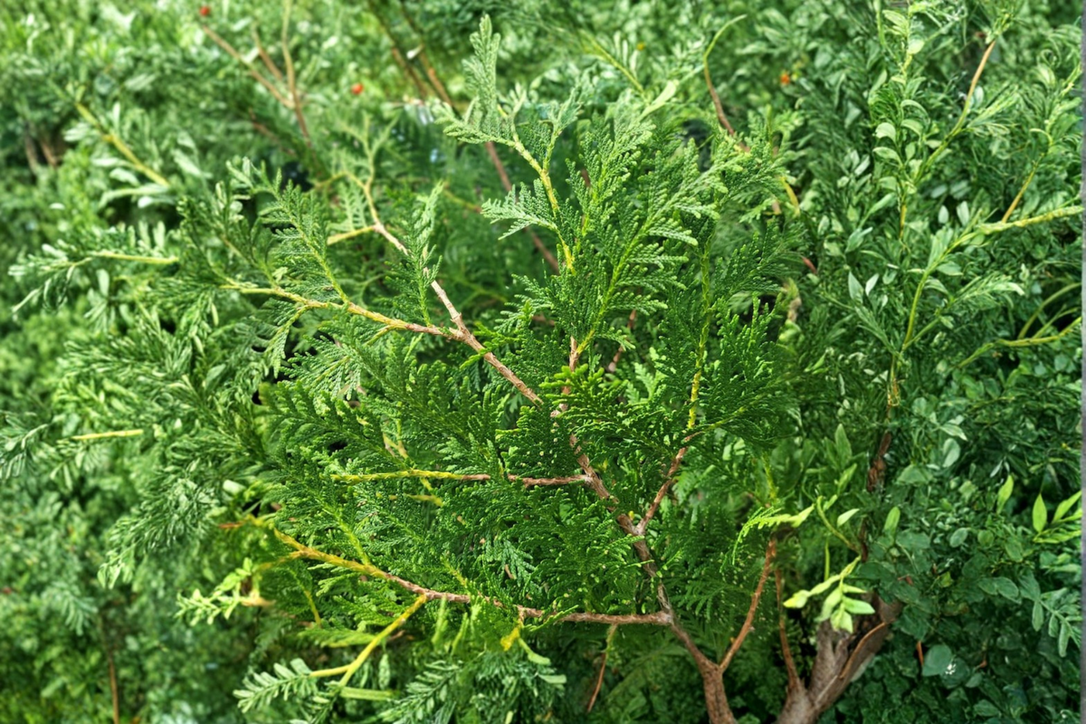 Nigra Arborvitae Live Plant Quart Pot | Dense Dark Green Evergreen Shrub for Privacy Hedges | Thuja occidentalis