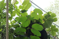 Orchid Tree Live Plant in 4-Inch Container – Tropical Flowering Bauhinia spp. Ornamental Tree