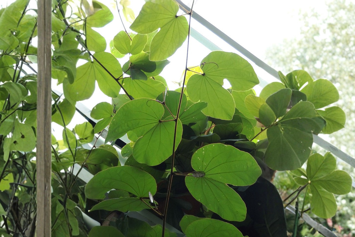 Orchid Tree Live Plant in 4-Inch Container – Tropical Flowering Bauhinia spp. Ornamental Tree