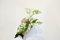 Epipremnum Marble Flame Live Plant, Variegated Pothos, Albo Cutting, Indoor Tropical Houseplant, 3 Inch Pot
