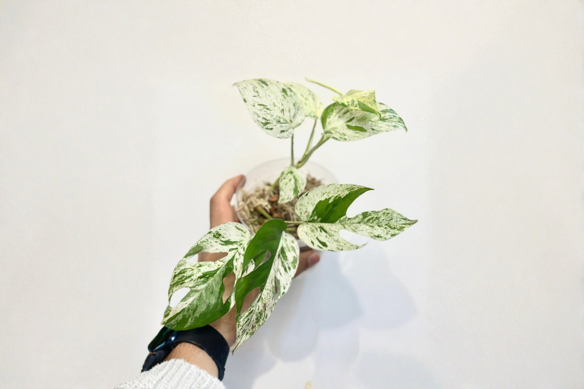 Epipremnum Marble Flame Live Plant, Variegated Pothos, Albo Cutting, Indoor Tropical Houseplant, 3 Inch Pot
