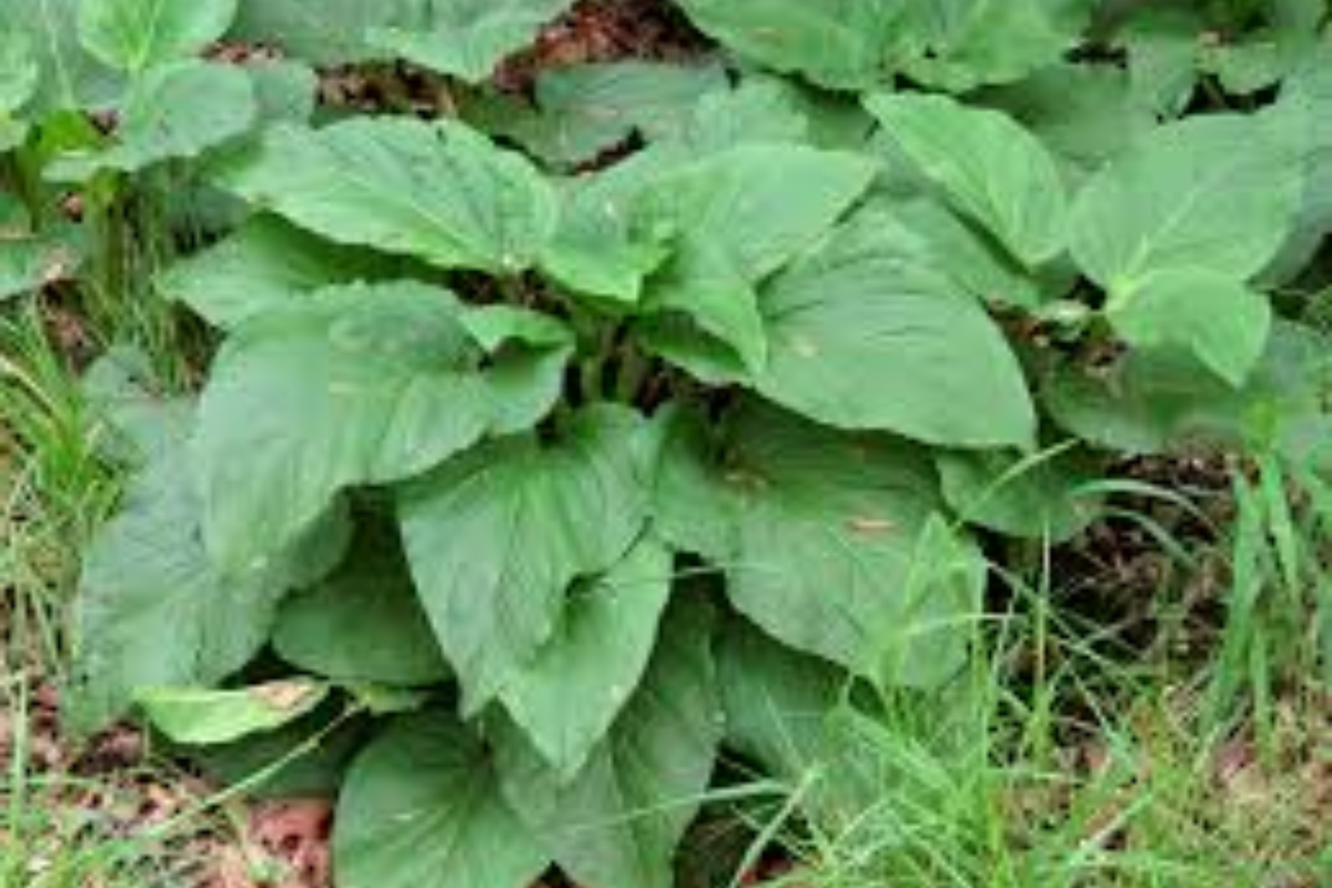Skunk Cabbage Bare Root Plant – Symplocarpus foetidus Native Wetland Perennial for Woodland Gardens