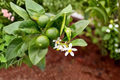 Key Lime Tree Live Plant – Mexican Lime Citrus aurantiifolia, 2 Ft Tall, Fruit Tree, Evergreen, Container Friendly