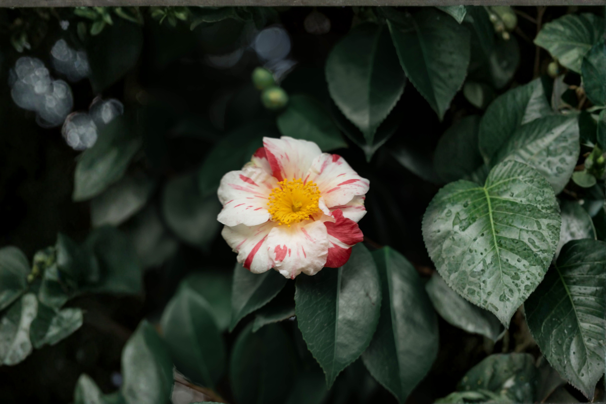 Tri Color Camellia Japonica Live Starter Plant – 4L Propagation Cell – Evergreen Shrub with Multicolored Blooms