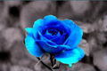 Ghost Blue Rose Seeds - 30 Blue Flowering Bush Seeds for Ornamental Garden and Landscaping Rosa spp.