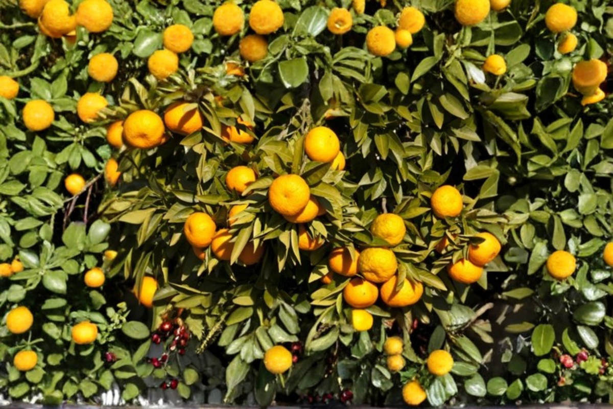 Miho Satsuma Mandarin Live Plant - Seedless Easy Peel Citrus Tree in 1 Gallon Container, Early Ripening Fruit, Citrus unshiu