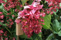 Medinilla 'Arosa' Live Starter Plant – Tropical Ornamental Foliage, Well Rooted, Indoor & Patio Growing, Nursery Pot