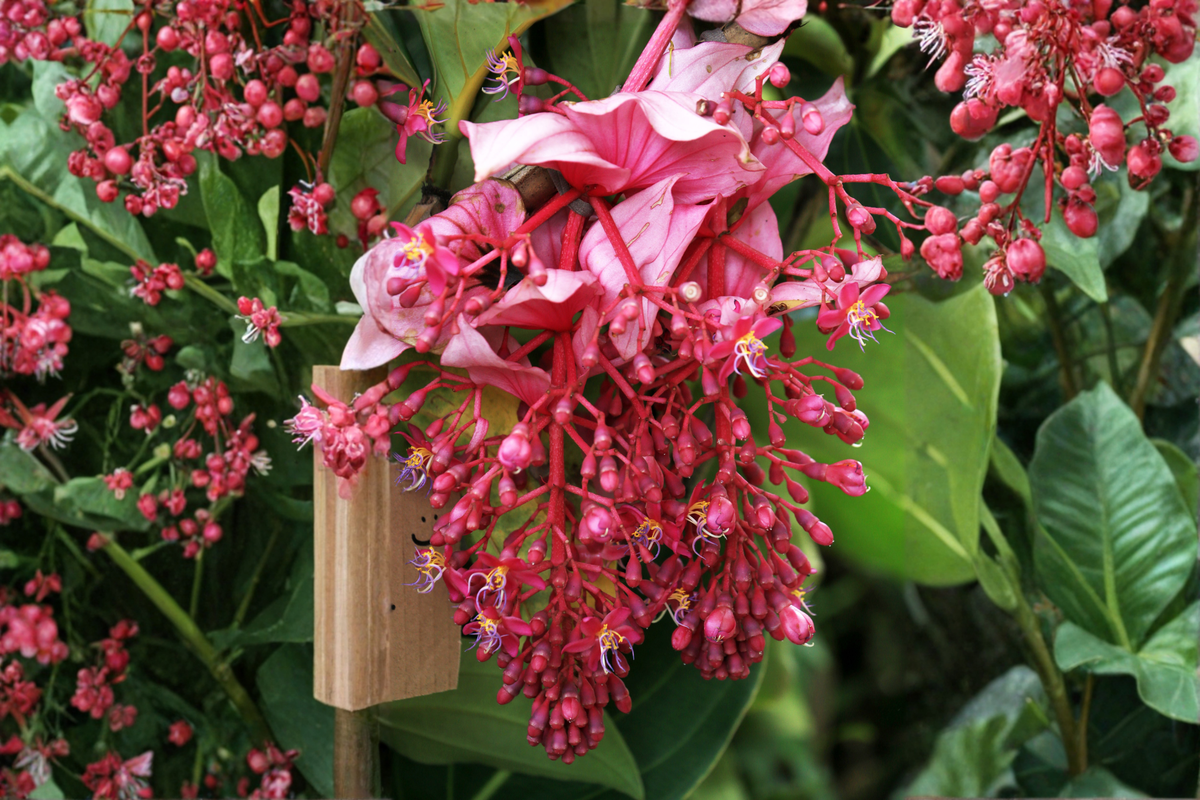 Medinilla 'Arosa' Live Starter Plant – Tropical Ornamental Foliage, Well Rooted, Indoor & Patio Growing, Nursery Pot