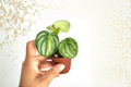 Peperomia Harmony Gold Dust Indoor Houseplant 2-Inch Pot, Variegated Green and Gold Foliage
