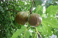 Fig Tree Live Plant 1 Gallon Pot Olympian Ficus carica Edible Fruit Container Garden