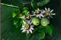 Semi Dwarf Passion Fruit Seeds - Tropical Climbing Vine for Indoor & Outdoor Gardening, Passiflora edulis