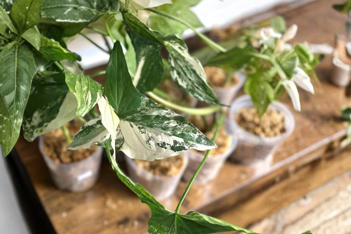 Syngonium Albo Variegata Live Plant Cutting – Rare Indoor Houseplant, Marbled White and Green Foliage, Climbing or Trailing Vine
