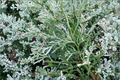 Variegated Hiba Arborvitae Live Plant – 8” Evergreen Shrub in 4” Pot, Thujopsis dolobrata ‘Variegata’ for Garden & Landscape