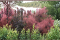 Grace Smoke Tree Live Plant 4 Inch Pot – Cotinus × ‘Grace’ Purple Foliage Ornamental Shrub for Garden Landscape