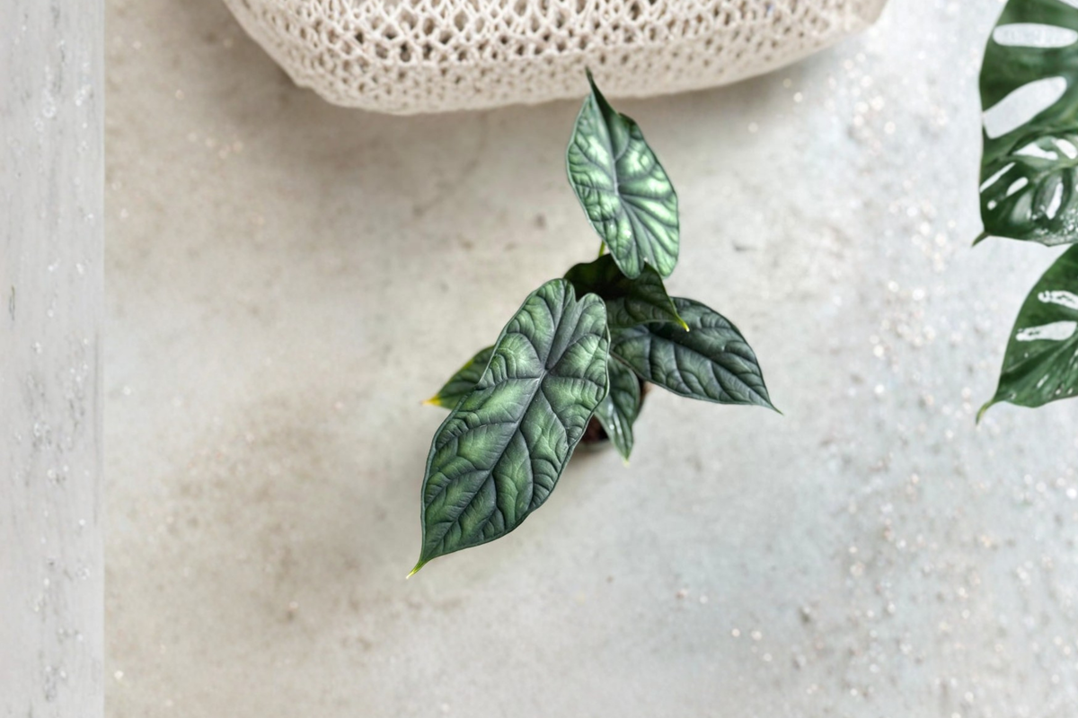 Alocasia Dragon Scale Live Plant, Rooted Starter, Tropical Indoor Houseplant, Rare Foliage, Scientific Name: Alocasia baginda