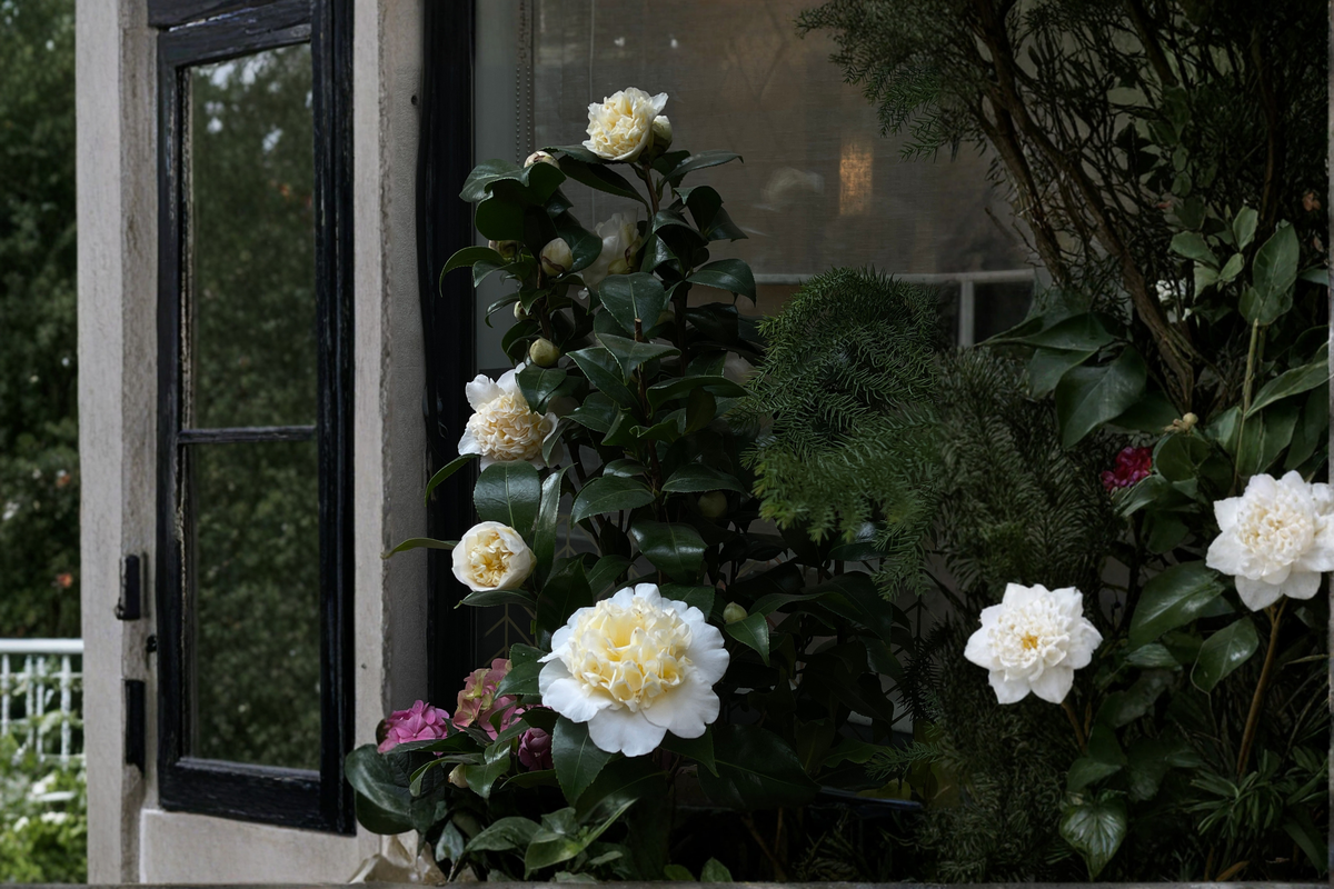 Jury's Yellow Camellia Japonica Live Starter Plant – Well Rooted Evergreen Shrub in Pot