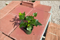Neon Algerian Ivy Live Plant in 4 Inch Pot, Hedera algeriensis ‘Neon’, Trailing Houseplant for Indoor Outdoor Decor
