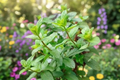 Live Julep Mint Herb Plant – 4-6 Inch Green Perennial Mentha spp. for Herb Gardens & Containers