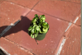 Hoya Carnosa Variegated Live Plant, Hindu Rope Trailing Houseplant in 4-Inch Pot, Indoor Tropical Gift