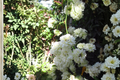 White Lady Banks Climbing Rose Live Plant – 3 Gallon Pot – Rosa banksiae 'Alba Plena' for Garden, Trellis, Fence, Arbor