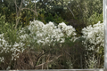 Groundseltree Live Plant 2 Gallon Baccharis halimifolia Native Shrub for Coastal Gardens and Landscape