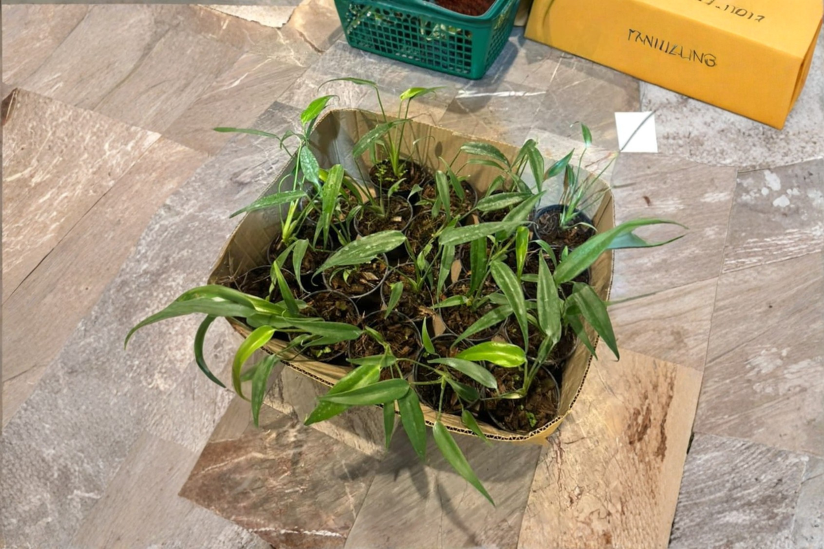 Monstera Burle Marx Flame Tissue Culture Plant, Rare Variegated Aroid Houseplant, Indoor Tropical Plant, Monstera 'Burle Marx Flame'