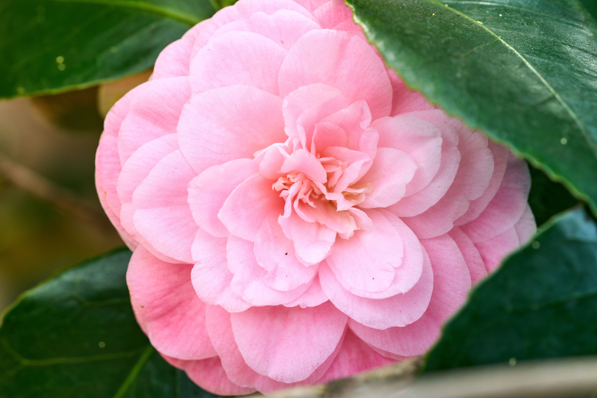 Pink Perfection Camellia Japonica Live Starter Plant in Pot – Evergreen Shrub with Double Pink Blooms, Well-Rooted Camellia for Garden or Container